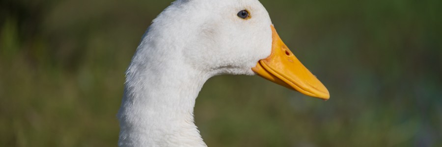 Duck Close Up