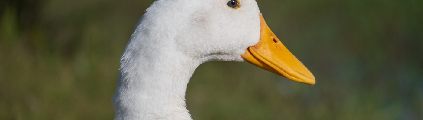 Duck Close Up