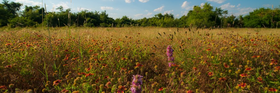 Field of Flowers Shot at 14mm