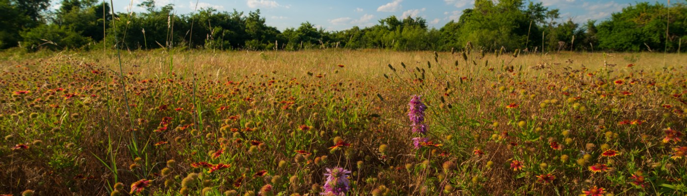 Field of Flowers Shot at 14mm