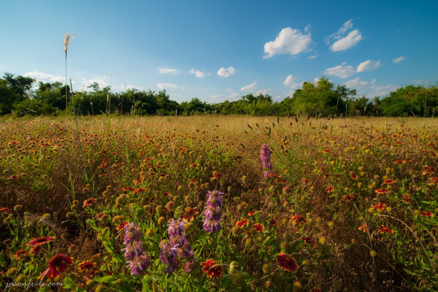 Field of Flowers Shot at 14mm