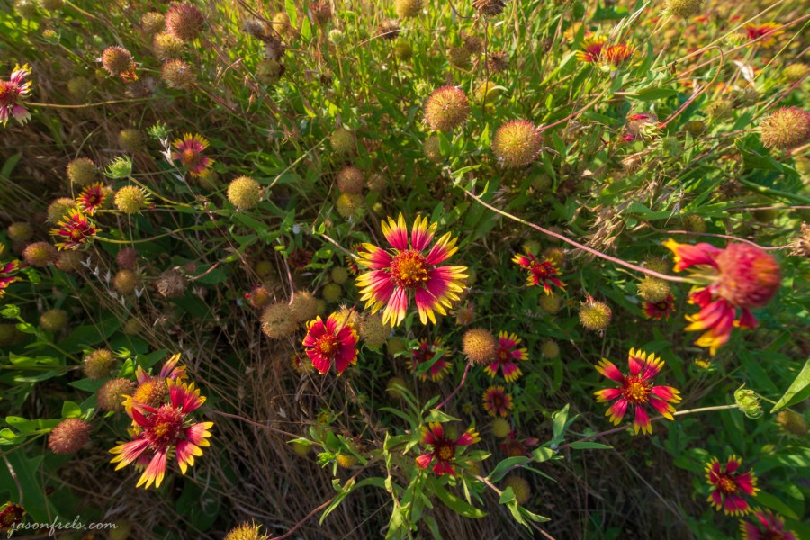 Flower Close Up Shot at 14mm