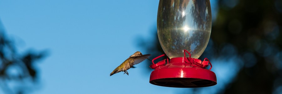 Hummingbird at Feeder