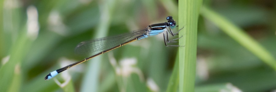 Damselfly