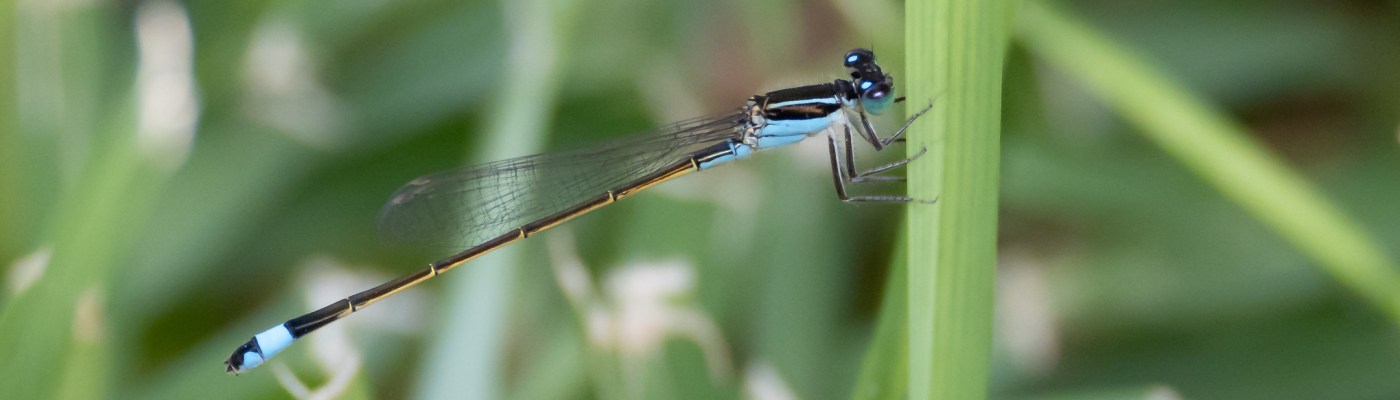 Damselfly