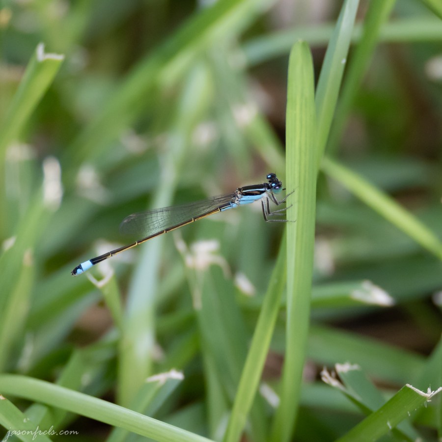 Damselfly