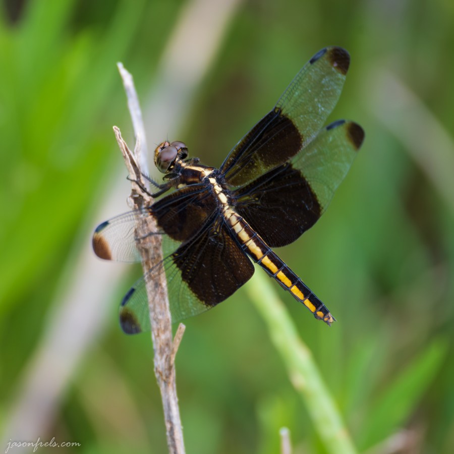 Dragonfly on a Twig