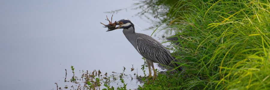 Heron with a Crawfish