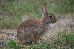 Rabbit and wildflower