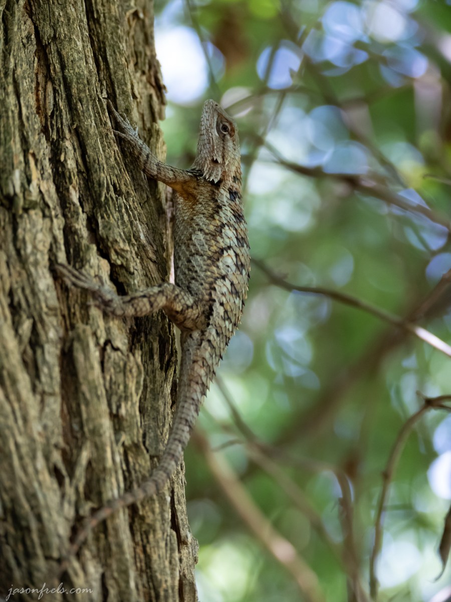 Texas Spiny Lizard on a Tree