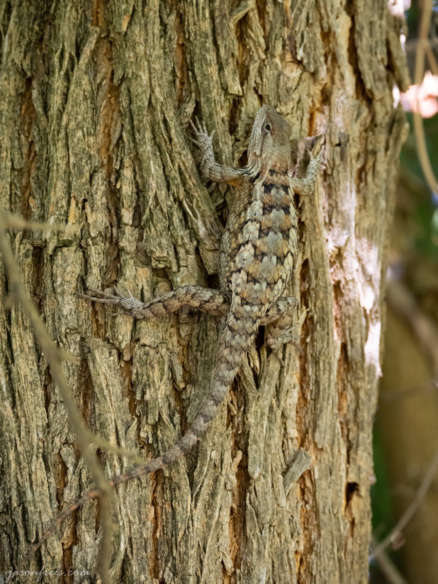Texas Spiny Lizard on a Tree