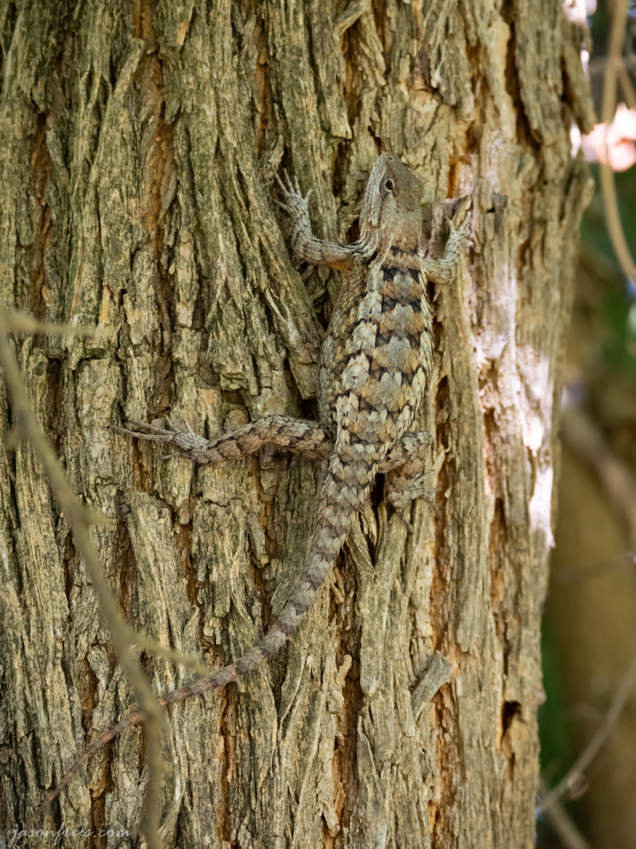 Texas Spiny Lizard on a Tree