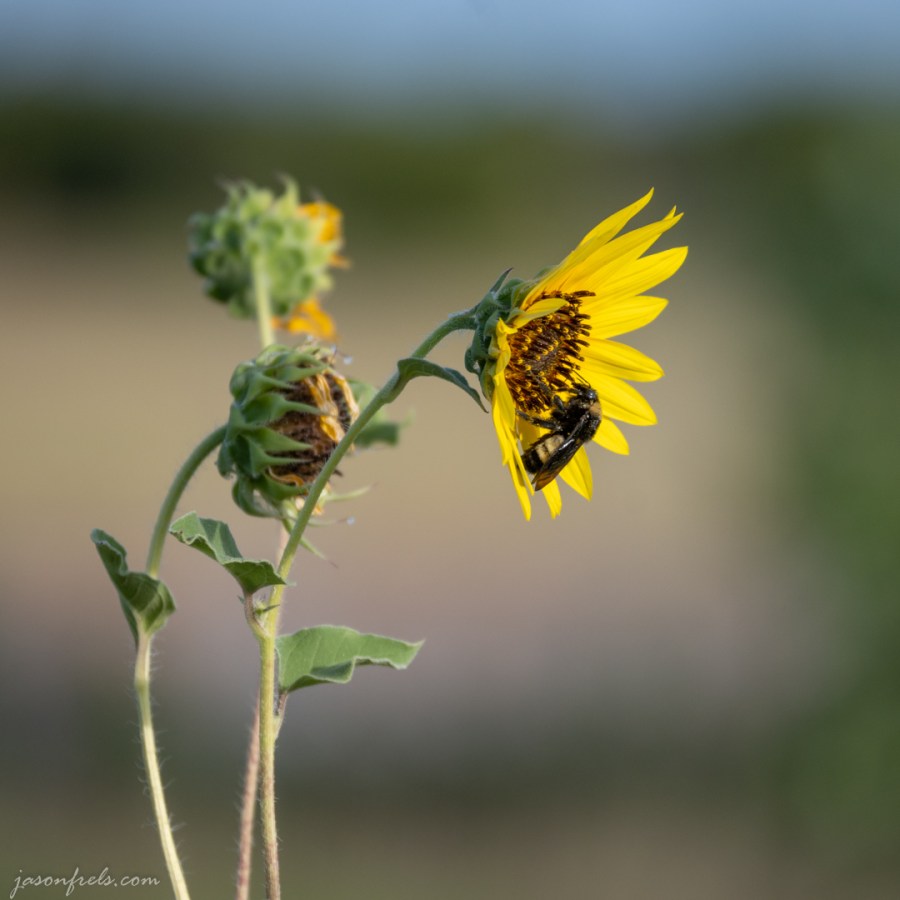 A Bee on a Sunflower