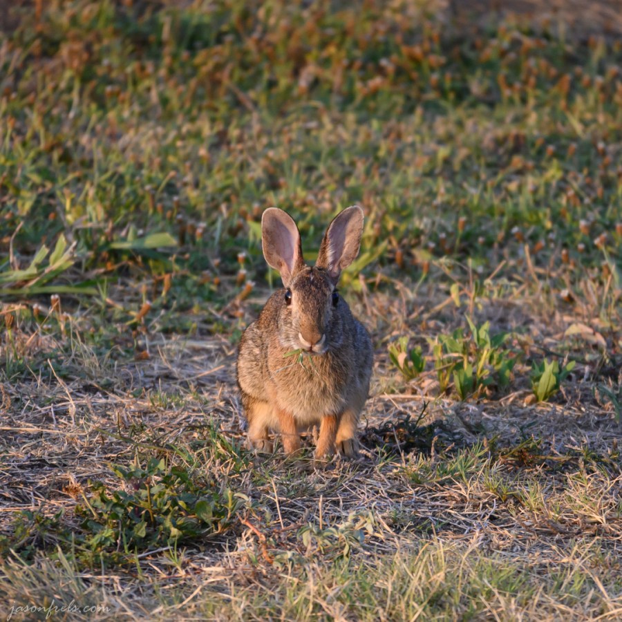 Cottontail Rabbit