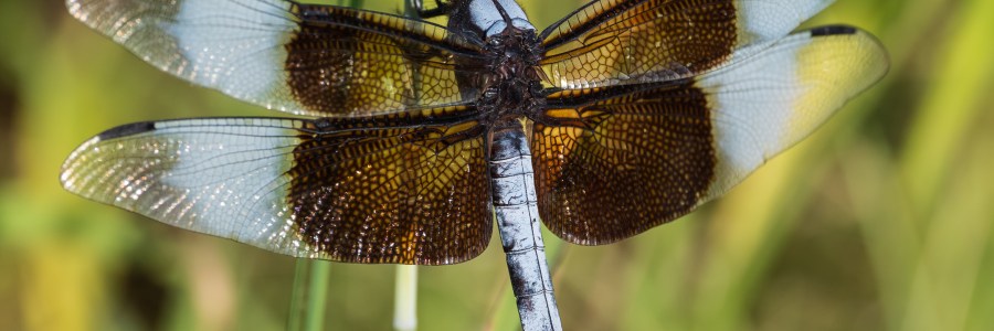 Dragonfly Close-Up