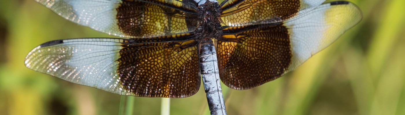 Dragonfly Close-Up