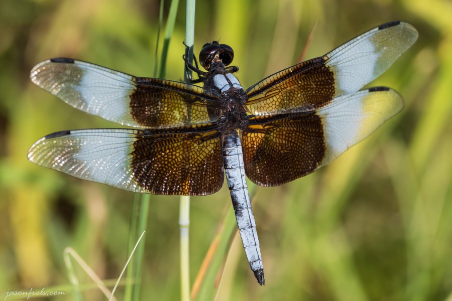 Morning-Dragonfly-Close-Up