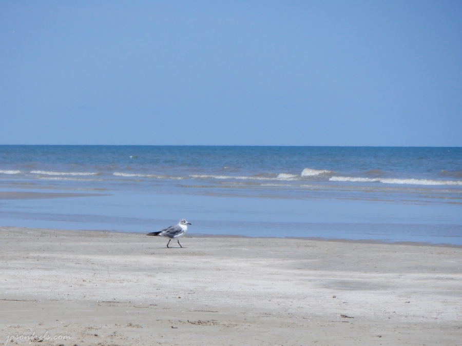 Sea-gull-beach