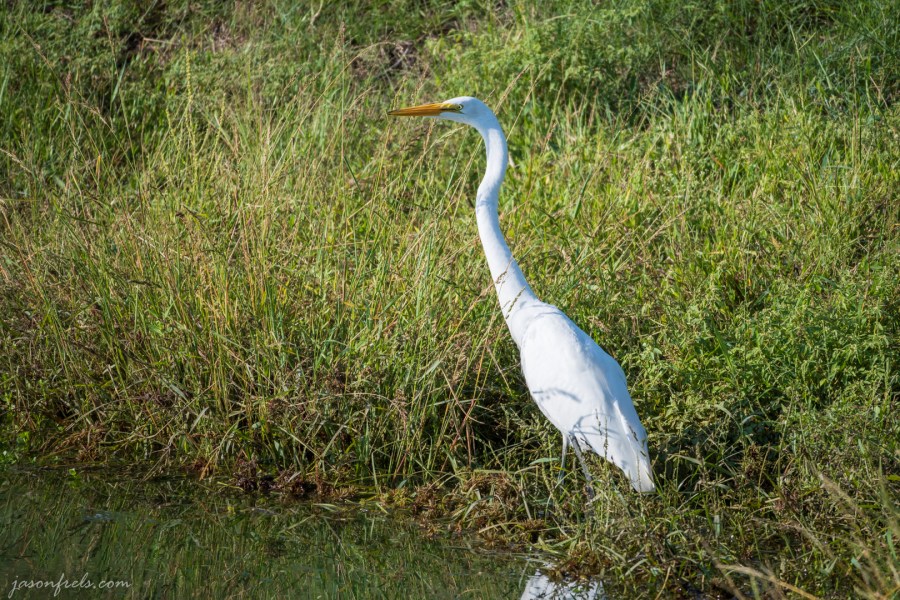 Great Egret at the Pond