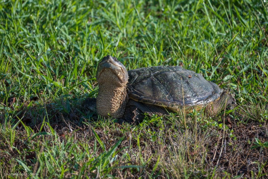 Turtle Looking Around