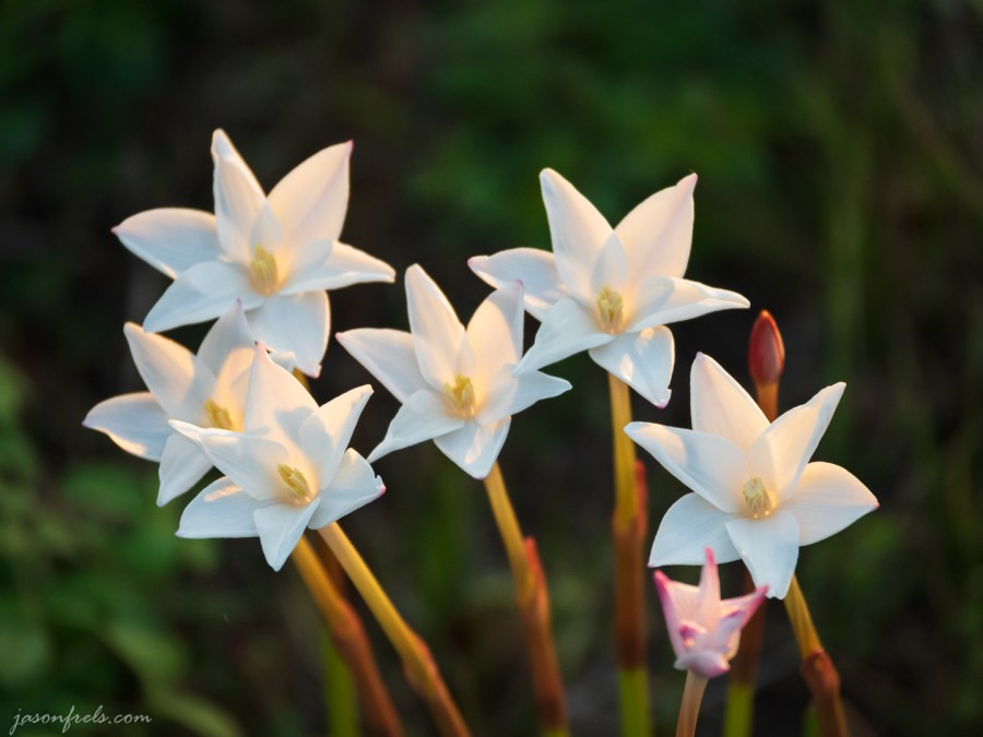 White WIldflowers in Morning Sunlight