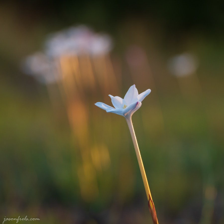 White Wildflower with Blurred Background