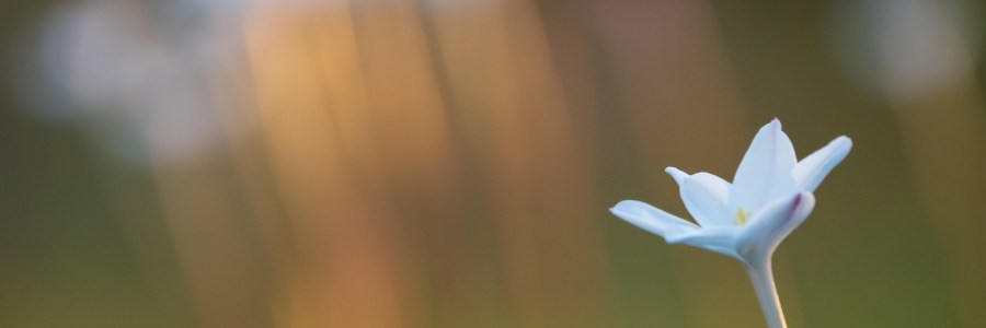 White Wildflower Close Up