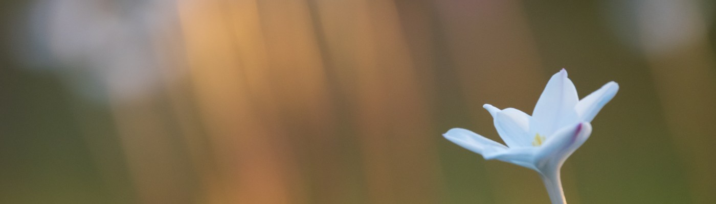 White Wildflower Close Up
