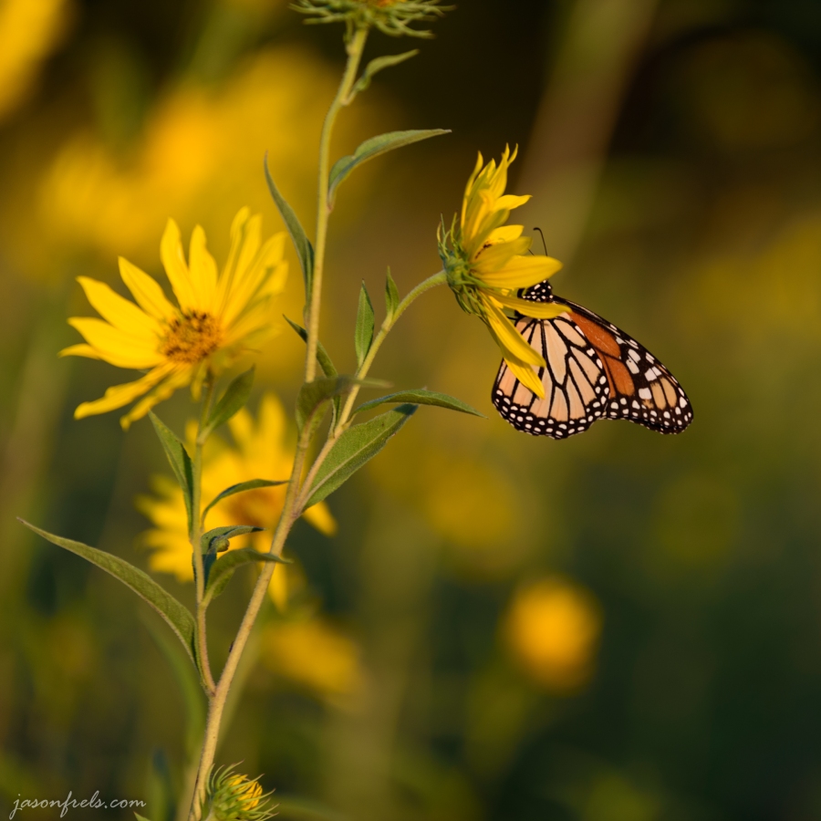 Butterfly in the sunflowers