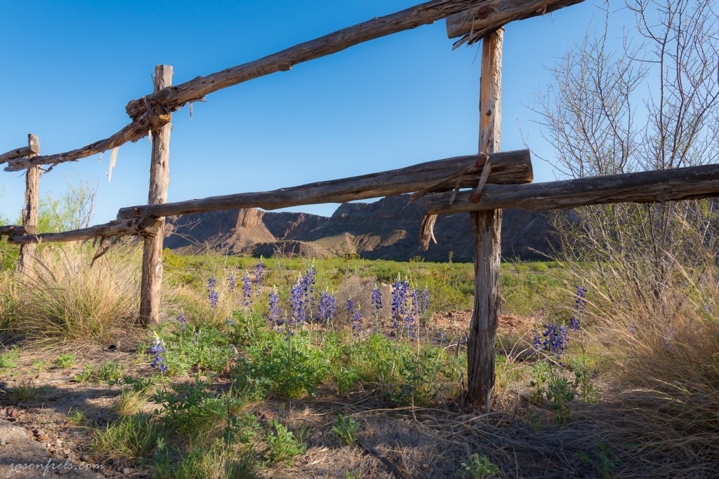 Bluebonnets on Fence Line in Big Bend Ranch State Park