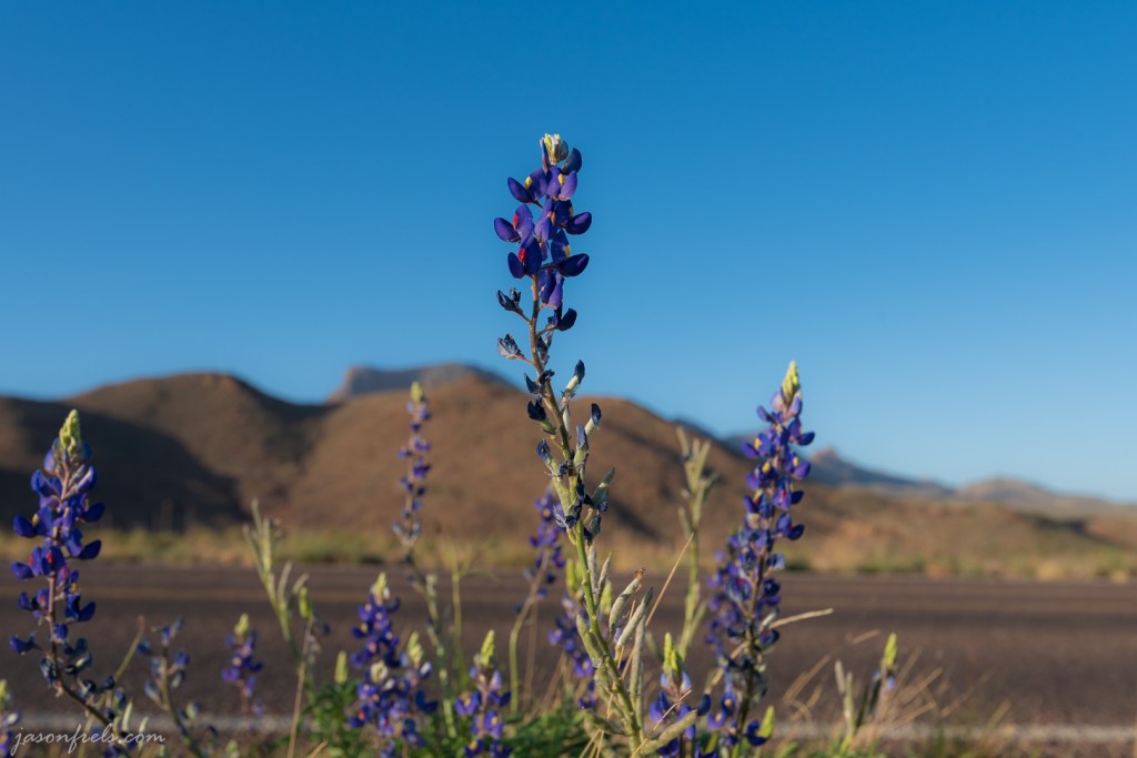 Bluebonnet Along Road in Big Bend National Park