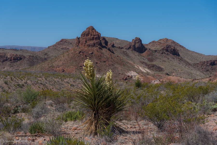 Yucca on the Mule Ears Trail at Big Bend