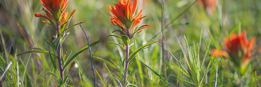 Indian Paintbrush