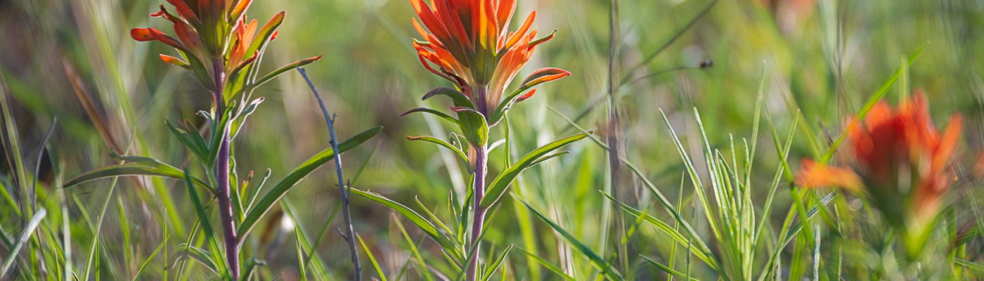 Indian Paintbrush