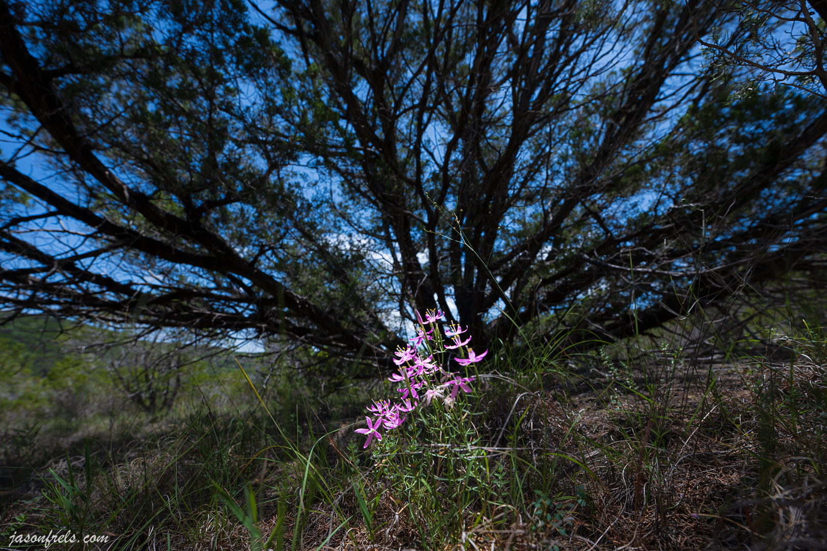 Balcones-Canyonlands-National-Wildlife-Refuge-Pink-Wildflowers-Warbler-Vista