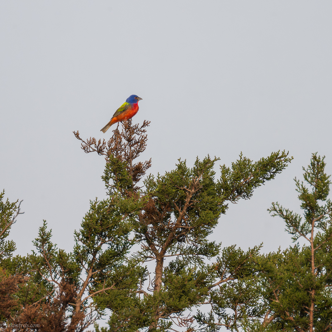 Balcones-Canyonlands-Male-Painted-Bunting-1